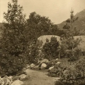 View looking north in the Botanic Garden, with pines on Cathedral Peak visible in the right background.