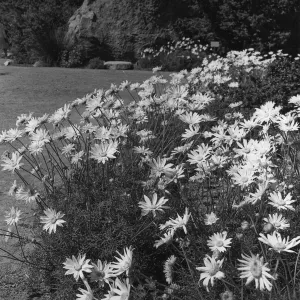 Meadow Flowers