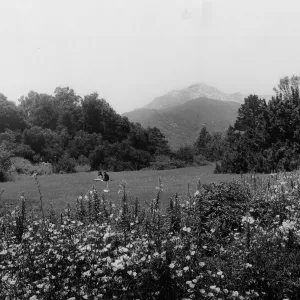 Meadow Scene with June Flowers1977