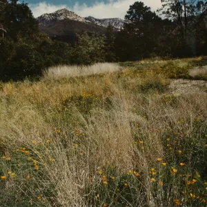 Meadow 1984