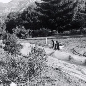 Miscellaneous Ground Work, members of the grounds crew spread a plastic tarp and weight down its edges preparatory to releasing Methyl Bromide gas beneath it, Fall, 1954