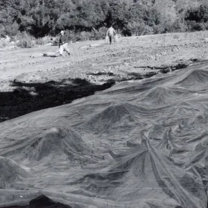 Miscellaneous Ground Work, members of the grounds crew spread a plastic tarp and weight down its edges preparatory to releasing Methyl Bromide gas beneath it, Fall, 1954