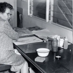 Louisa Long : Volunteer, Herbarium Associate, 1962-1975, mounting specimens