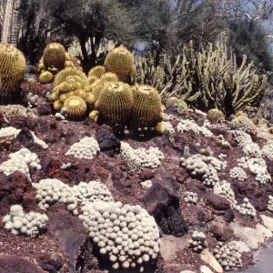 Sloping garden bed on trailside with cacti.