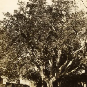 Black and white photograph of tree behind telephone pole and lines.