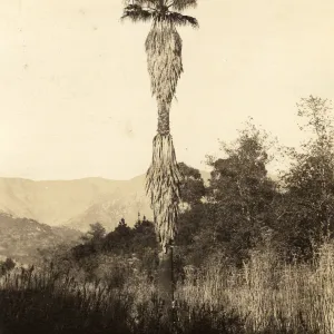 Black and white photograph of tall tree in field with hills in background.