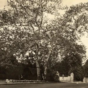 Black and white photograph of large tree in front of hedge next to road.