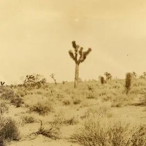 Black and white photograph of flat landscape with tree in middle of frame.