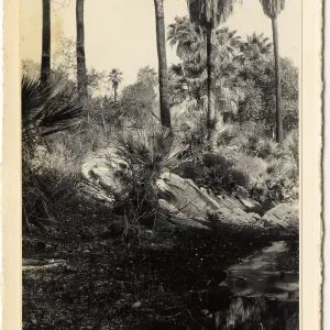 Black and white photograph of palm trees and natural landscapes along trail. 