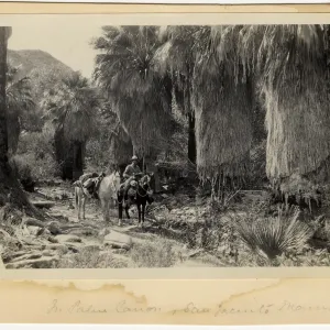 Black and white photograph of two horses and one person on trail in front of palm trees. 