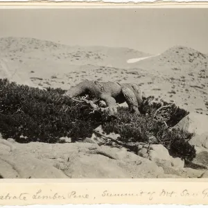 Black and white photograph of fallen tree trunk on mountain top. 