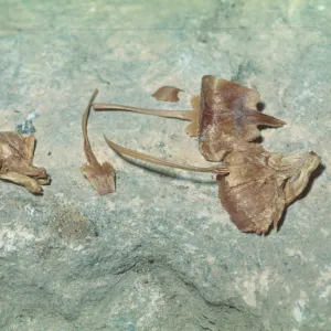 Abies bracteata, bracts and seeds