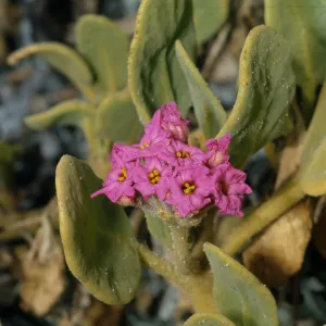 Abronia maritima