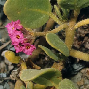 Abronia maritima