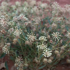 Abronia elliptica