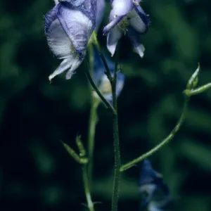 Aconitum columbianum