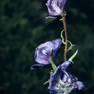 Aconitum columbianum