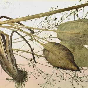 Alisma triviale, SBBG herbariium specimen