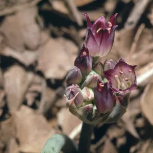 Allium, buds and flowers emerging from inflorescence