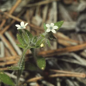 Allophyllum integrifolium