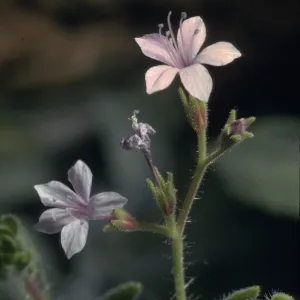 Allophyllum glutinosum