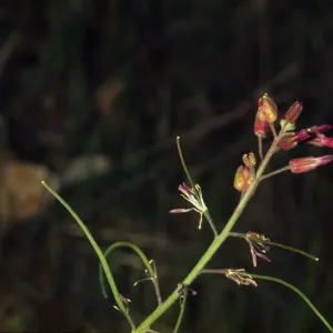 Arabis sparsiflora var. californica