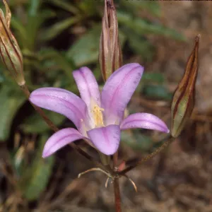 Brodiaea elegans