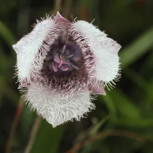 Calochortus tolmiei