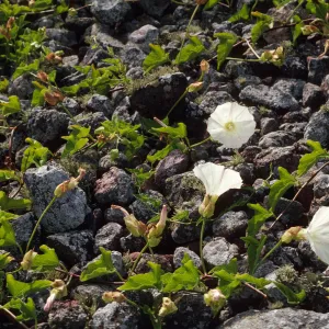Calystegia macrostegia 