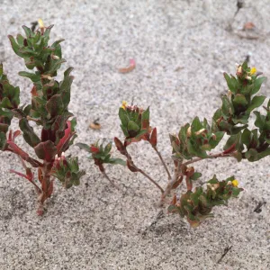 Camissonia guadalupensis 