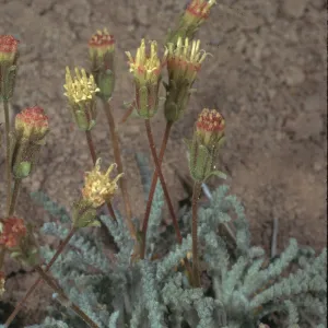 Chaenactis santolinoides
