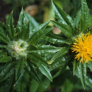 Carthamus tinctorius 