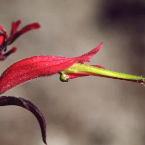 Castilleja linariifolia 