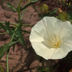 Convolvulus cyclostegius