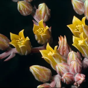 Dudleya caespitosa