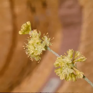 Eriogonum saxatile