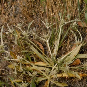 Eryngium armatum