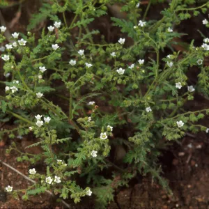 Eucrypta chrysanthemifolia