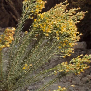 Haplopappus ericoides ssp. blakei