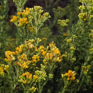 Isocoma menziesii