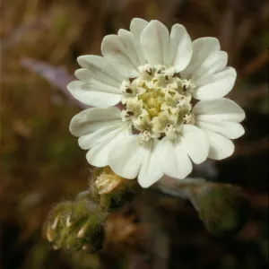 Hemizonia luzulifolia