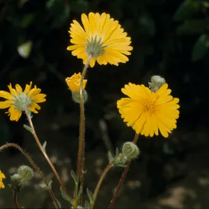 Madia elegans ssp. wheeleri