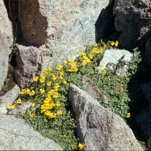Mimulus acutidens