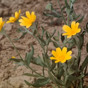 Monolopia lanceolata