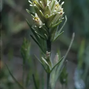 Orthocarpus attenuatus