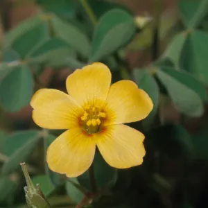 Oxalis californica