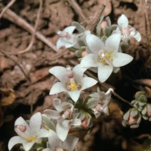 Parishella californica