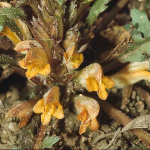 Pedicularis semibarbata