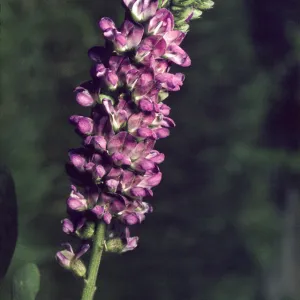 Psoralea macrostachya