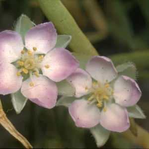 Spergularia macrotheca